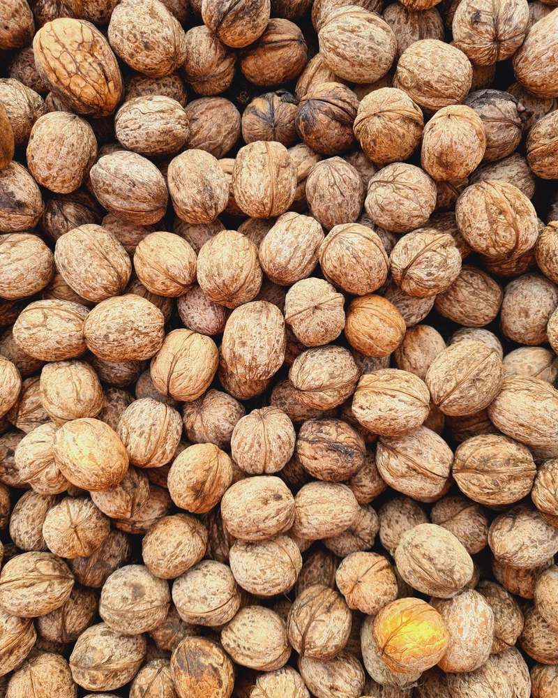 Whole walnuts in their shells